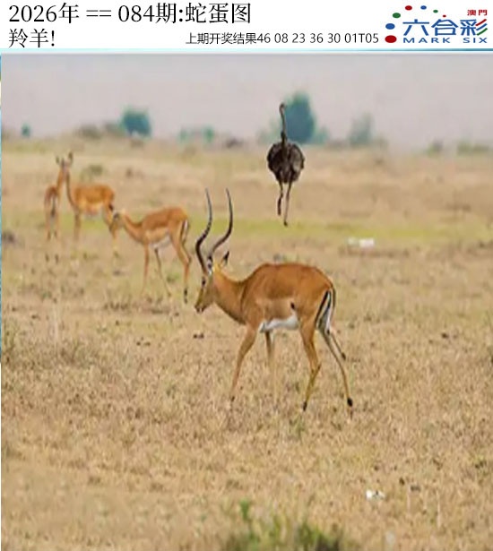 084期正版蛇蛋图[图]